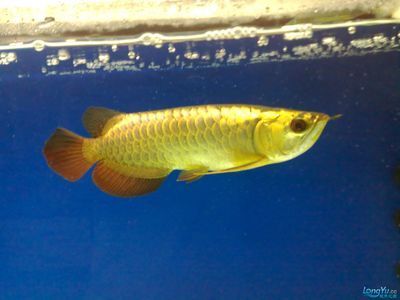 廣州水族批發市場買觀賞魚便宜嗎知乎（廣州水族批發市場如何選擇觀賞魚）