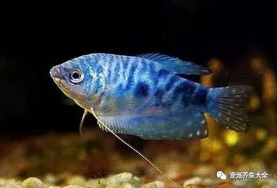 廣州水族批發市場買觀賞魚便宜嗎知乎（廣州水族批發市場如何選擇觀賞魚） 廣州水族批發市場買觀賞魚便宜嗎知乎（廣州水族批發市場如何選擇觀賞魚） 立達金龍魚 第4張