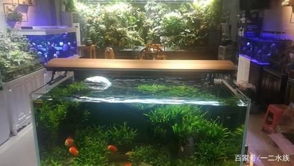 草缸觀賞魚視頻（草缸的美學欣賞分享一些美麗的草缸造景案例） 草缸觀賞魚視頻（草缸的美學欣賞分享一些美麗的草缸造景案例） 帝龍漁業 第1張
