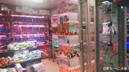 草缸觀賞魚視頻（草缸的美學欣賞分享一些美麗的草缸造景案例） 草缸觀賞魚視頻（草缸的美學欣賞分享一些美麗的草缸造景案例） 帝龍漁業 第3張