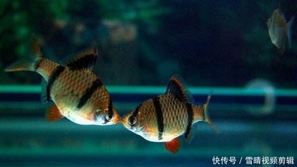 草缸觀賞魚視頻（草缸的美學欣賞分享一些美麗的草缸造景案例） 草缸觀賞魚視頻（草缸的美學欣賞分享一些美麗的草缸造景案例） 帝龍漁業 第4張