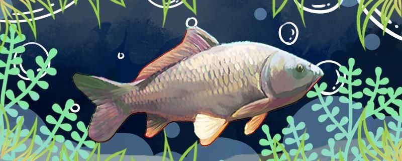 秋季野釣鯉魚怎么調漂釣深還是釣淺