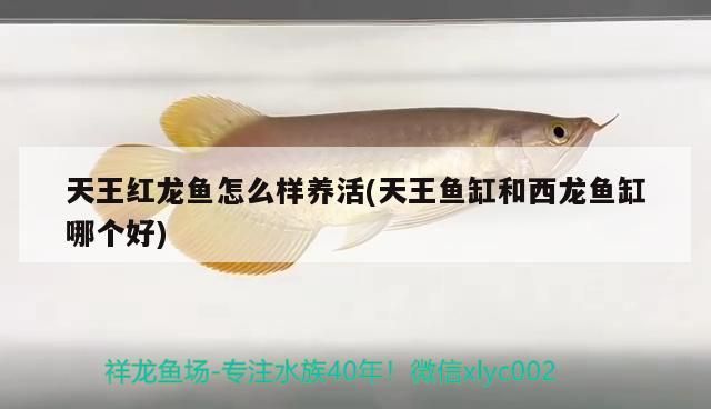 天王紅龍魚怎么樣養活(天王魚缸和西龍魚缸哪個好)