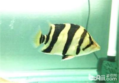 虎魚蒙眼會不會傳染病：虎魚蒙眼會傳染嗎