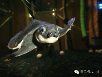 豬鼻龜交流群：豬鼻龜交流群可以為豬鼻龜愛好者可以為豬鼻龜愛好者提供一個交流