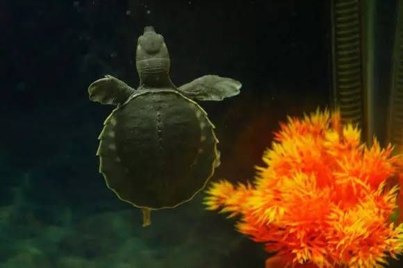 豬鼻龜最長壽命：豬鼻龜的壽命是多少年