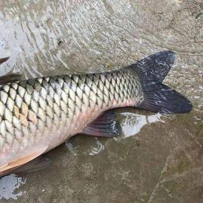 如何辨別金龍魚飼料激素殘留：辨別金龍魚飼料是否含有激素殘留方法