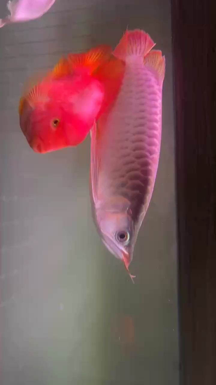 腮蓋開始上粉了 腮蓋開始上粉了 龍魚論壇