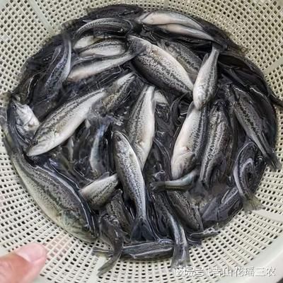 魚龍驚聽，探尋生命進化中的最正確答案