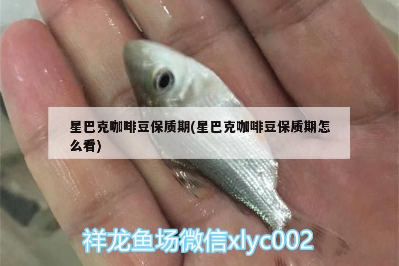 星巴克咖啡豆保質(zhì)期(星巴克咖啡豆保質(zhì)期怎么看)