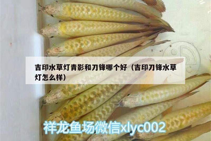 龍魚 吉印水草燈青影和刀鋒哪個好(吉印刀鋒水草燈怎么樣) 吉印水族 吉印水草燈青影和刀鋒哪個好(吉印刀鋒水草燈怎么樣) 吉印水草燈青影和刀鋒哪個好(吉印刀鋒水草燈怎么樣) 吉印水族