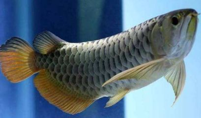 金龍魚混養的最佳數量是多少：金龍魚混養的最佳數量并沒有一個固定標準，取決于多個因素
