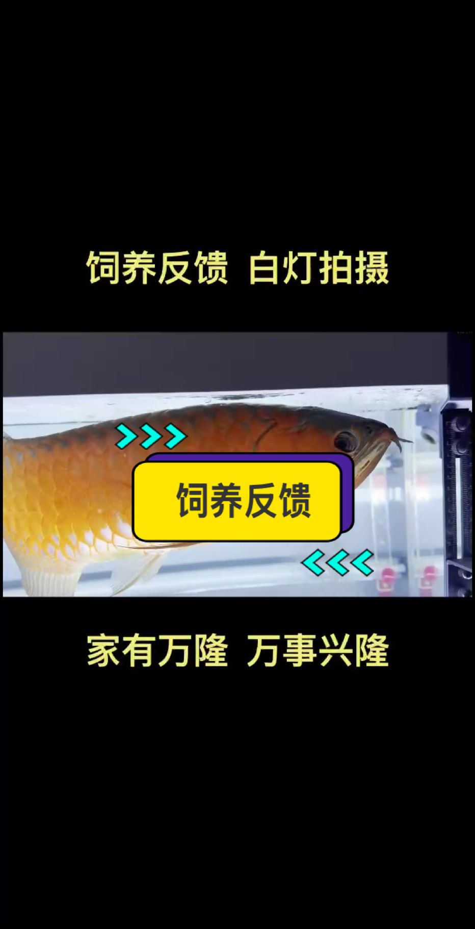 感謝來自山東魚友的飼養反饋視頻?? 萬隆天王入門級～烈焰級別小紅龍五年的飼養成果，白燈下的發色表現????蠻塞滿片???????????? #萬隆天王紅龍 #龍魚 #紅龍 #觀賞魚