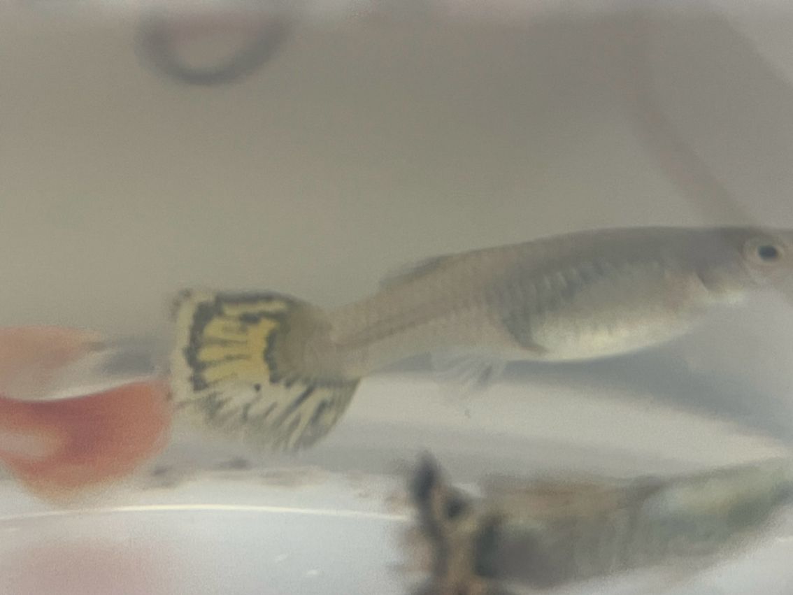 新手養(yǎng)魚，求大佬幫忙看看