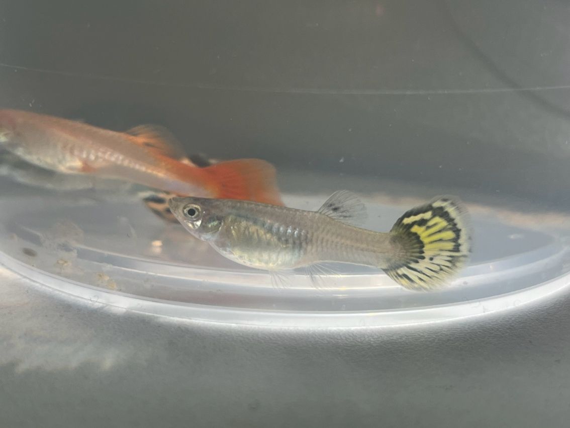 新手養(yǎng)魚，求大佬幫忙看看