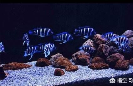 魚缸用增氧泵價格是多少:魚缸增氧機-xtrac增氧機-xtrac增氧機 光特億黑白棋淡海水魚缸過濾材料培菌細菌屋殺菌凈水過濾球濾材 光特億 光特億黑白棋淡海水魚缸過濾材料培菌細菌屋殺菌凈水過濾球濾材 光特億黑白棋淡海水魚缸過濾材料培菌細菌屋殺菌凈水過濾球濾材 光特億