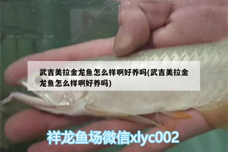 武吉美拉金龍魚怎么樣啊好養嗎(武吉美拉金龍魚怎么樣啊好養嗎)