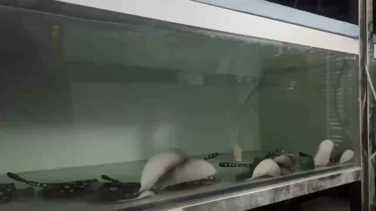 感受下養(yǎng)魟魚的樂趣
