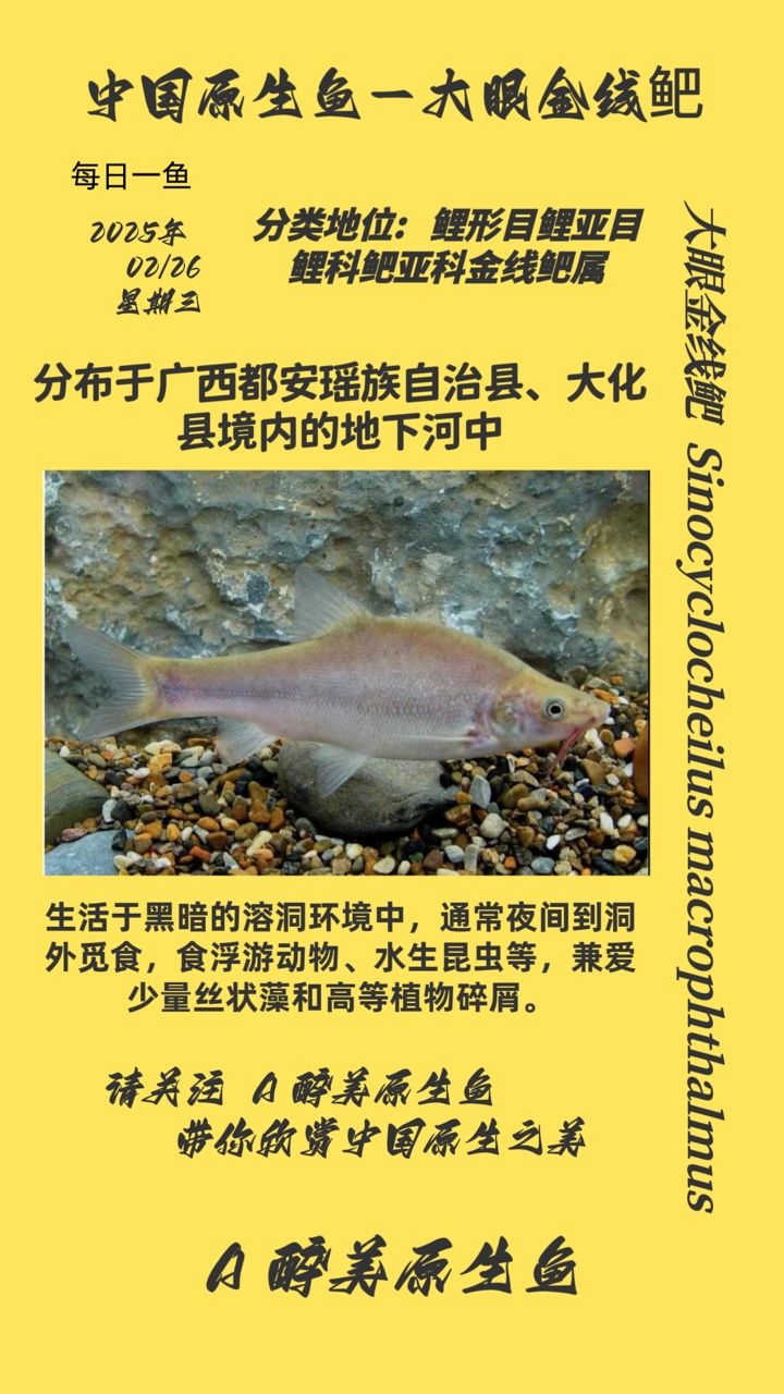 大眼金線鲃 大眼金線鲃 龍魚論壇