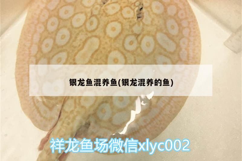 銀龍魚混養魚(銀龍混養的魚)