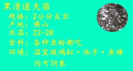 魚龍混雜最正確的生肖,揭秘十二生肖中的智慧與隱忍 龍魚百科 第2張 魚龍混雜最正確的生肖,揭秘十二生肖中的智慧與隱忍 魚龍混雜最正確的生肖,揭秘十二生肖中的智慧與隱忍 龍魚百科 第2張