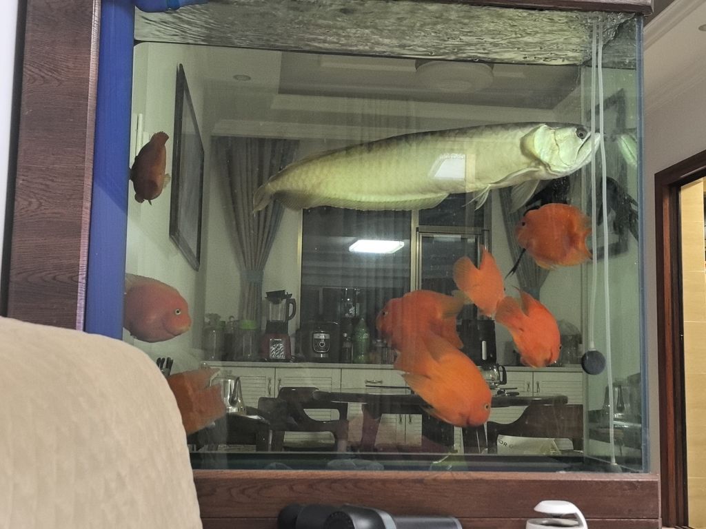 打卡賞魚(yú)
