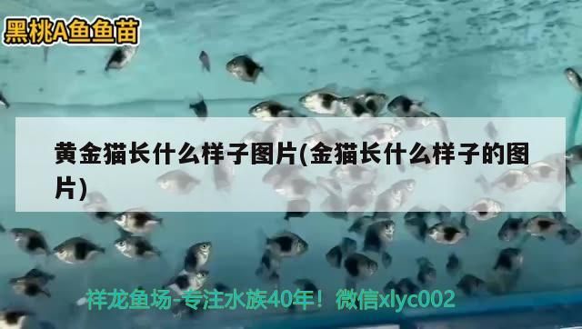 黃金貓長(zhǎng)什么樣子圖片(金貓長(zhǎng)什么樣子的圖片)