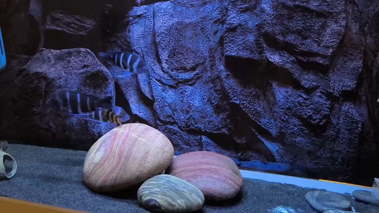 三間鼠作息規(guī)律