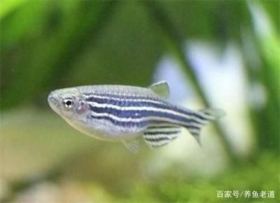 觀賞魚養幾只最好（關于觀賞魚的幾個關鍵點） 觀賞魚養幾只最好（關于觀賞魚的幾個關鍵點） 龍魚之家 第3張