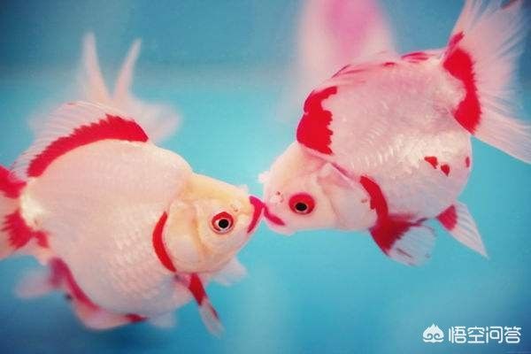 觀賞魚養幾只最好（關于觀賞魚的幾個關鍵點） 觀賞魚養幾只最好（關于觀賞魚的幾個關鍵點） 龍魚之家 第4張