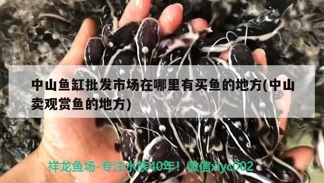 中山魚缸批發市場在哪里有買魚的地方(中山賣觀賞魚的地方)