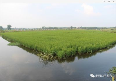 稻田觀賞魚（稻田觀賞魚的養殖技術）