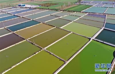 稻田觀賞魚（稻田觀賞魚的養殖技術）