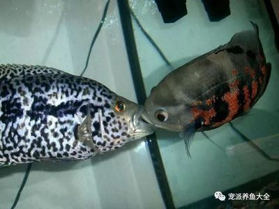 紅老虎魚為什么不紅（為什么紅老虎魚不紅？）