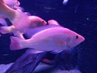 紅老虎魚為什么不紅（為什么紅老虎魚不紅？）