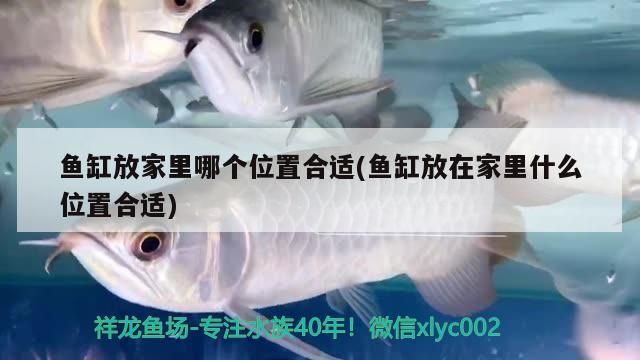 魚缸放家里哪個位置合適(魚缸放在家里什么位置合適)
