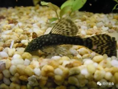 觀賞魚都浮在水面怎么回事啊（觀賞魚浮在水面可能有多種原因）