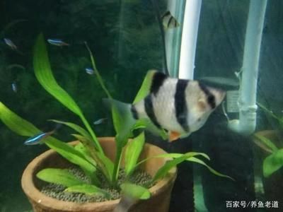 觀賞魚都浮在水面怎么回事啊（觀賞魚浮在水面可能有多種原因）