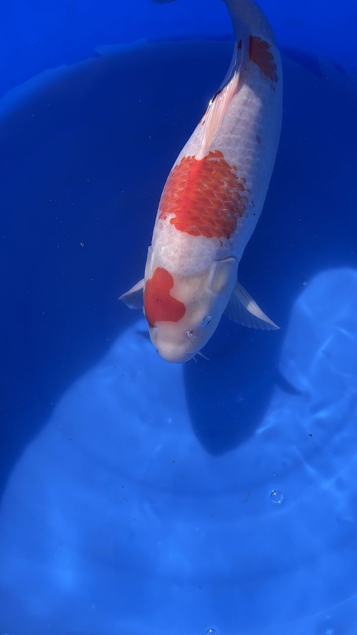 郭斌玉蘭紅白