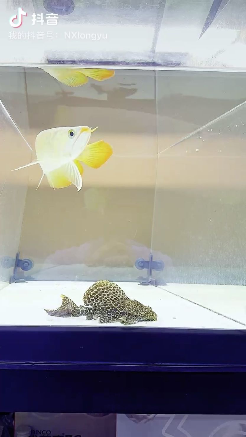 龍魚干蝦有營養嗎 漂亮的豹紋 龍魚論壇 漂亮的豹紋 漂亮的豹紋 龍魚論壇