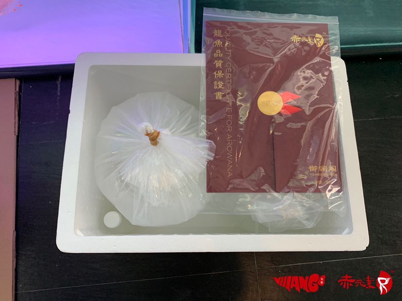 六安觀賞魚市場(chǎng)赤元素精品紅龍出發(fā)山東