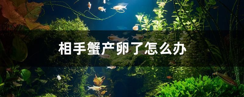 閑置魚缸廢物利用圖片大全（閑置魚缸可以干什么） 閑置魚缸廢物利用圖片大全（閑置魚缸可以干什么） 可麗愛魚缸