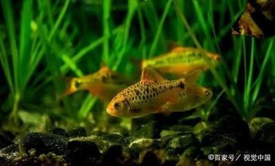 觀賞魚專用魚（全球觀賞魚市場的現(xiàn)狀與趨勢全球觀賞魚市場的現(xiàn)狀與趨勢）