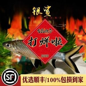 紅龍魚配魚有哪些好處：紅龍魚配魚的主要優(yōu)勢(shì)