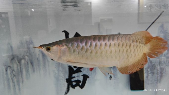 半年小記