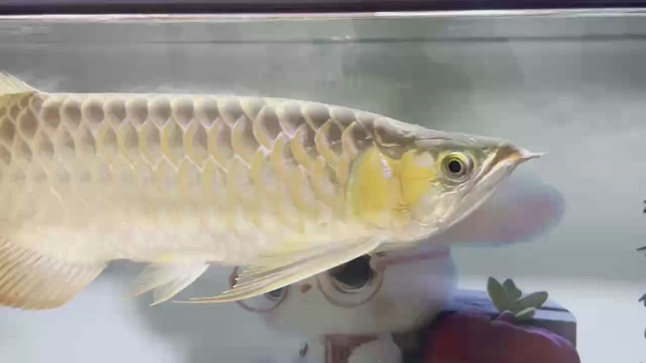 兄弟們幫我看看屬于粗框還是細框 鱗粉養的怎么樣？