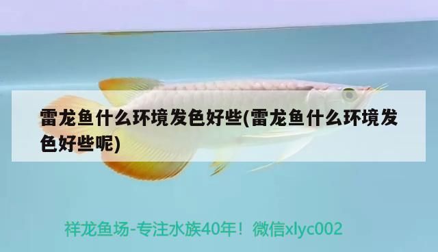 雷龍魚什么環境發色好些(雷龍魚什么環境發色好些呢) 雷龍魚什么環境發色好些(雷龍魚什么環境發色好些呢) 黃金貓魚百科