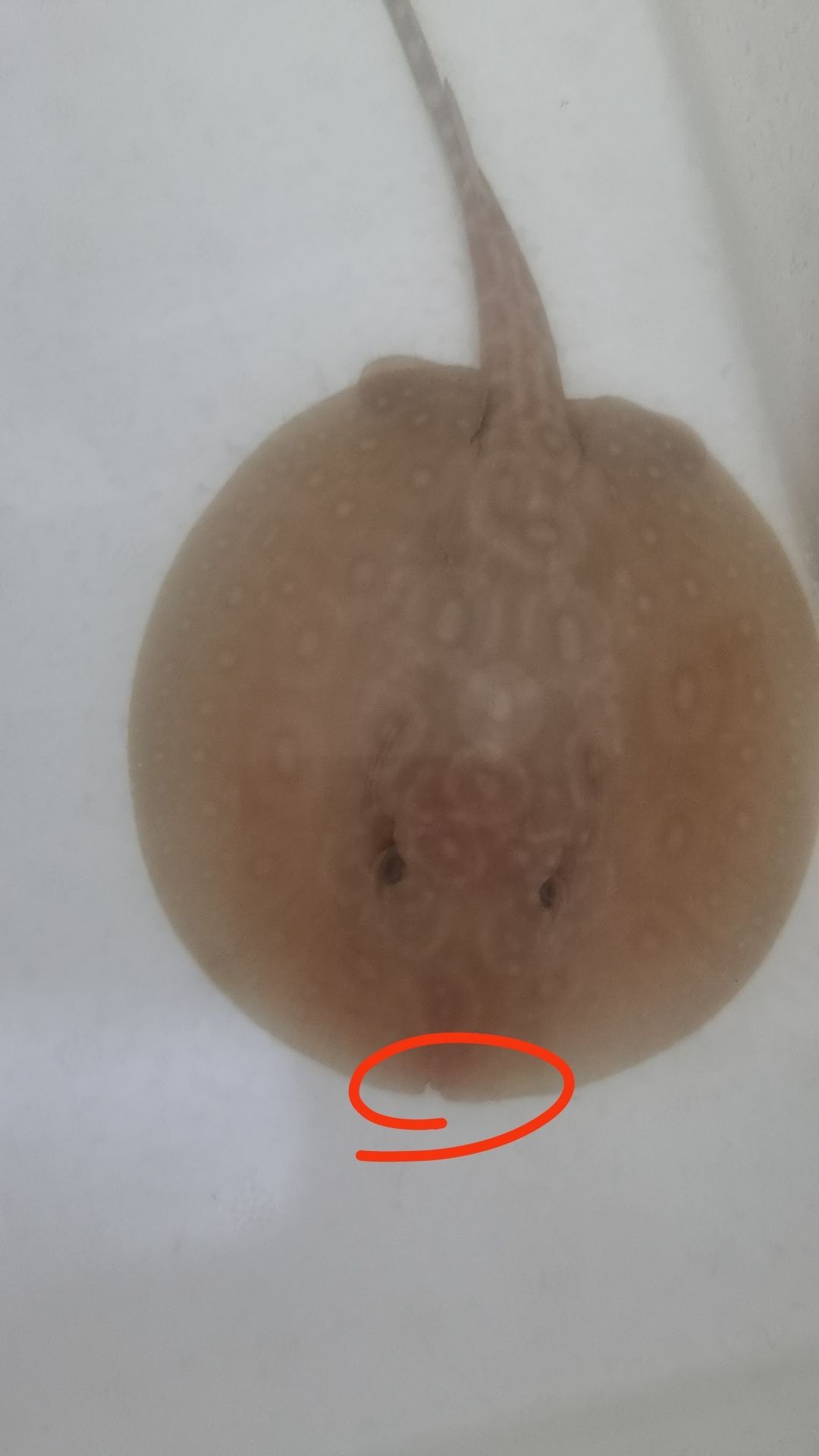 換了條白子！！