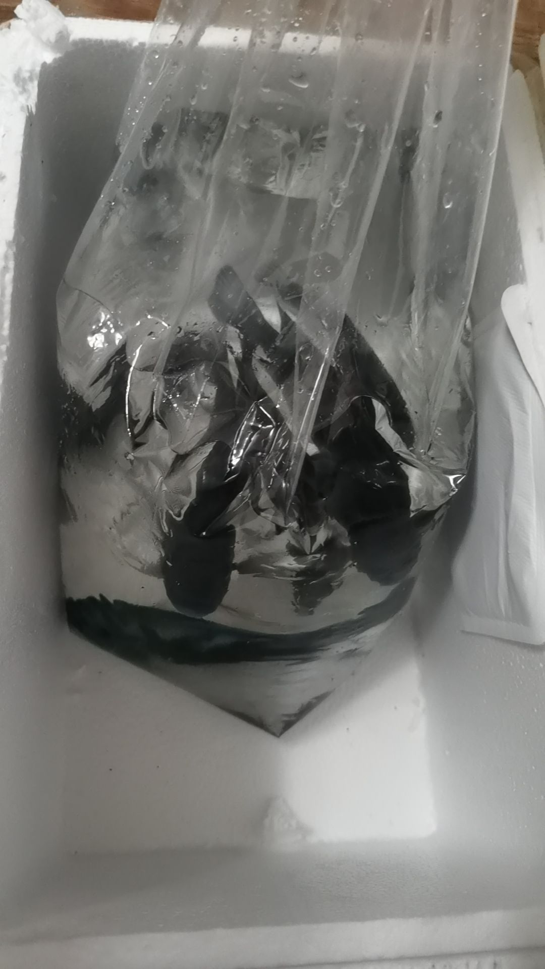 換了條白子！！