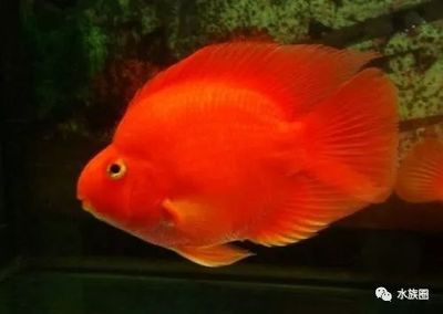魚龍混雜，象征多元與混沌的動(dòng)物隱喻
